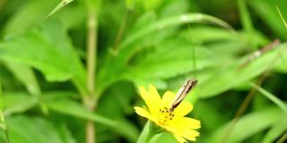 一只棕色的蝴蝶栖息在黄色的毛茛花上，吮吸着花蜜，模糊的绿叶背景