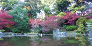 横滨野山公园之美