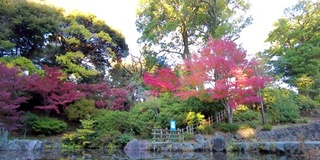 横滨野山公园之美