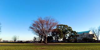 横滨野山公园之美