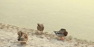 阿联酋阿布扎比，三只鸭子在池塘里清洗自己