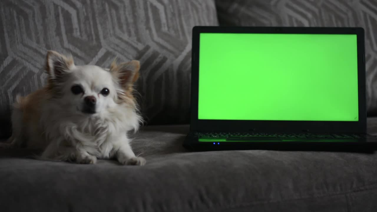 一只小吉娃娃狗，躺在客厅沙发上的一台带绿色屏幕的笔记本电脑前。