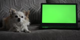 一只小吉娃娃狗，躺在客厅沙发上的一台带绿色屏幕的笔记本电脑前。