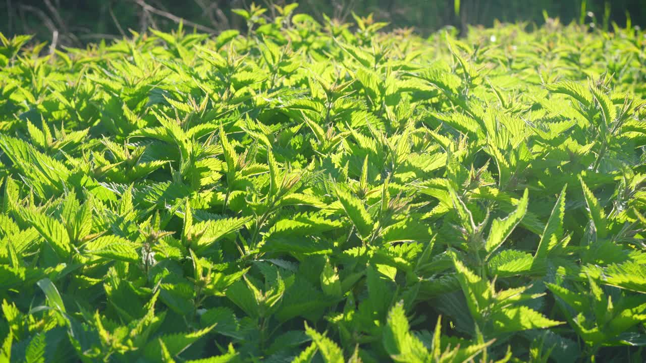 阳光照在新鲜的普通荨麻上，相机平移在许多绿叶上