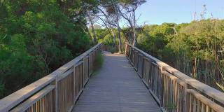 沿着自然公园的木桥徒步旅行，第一人称视角