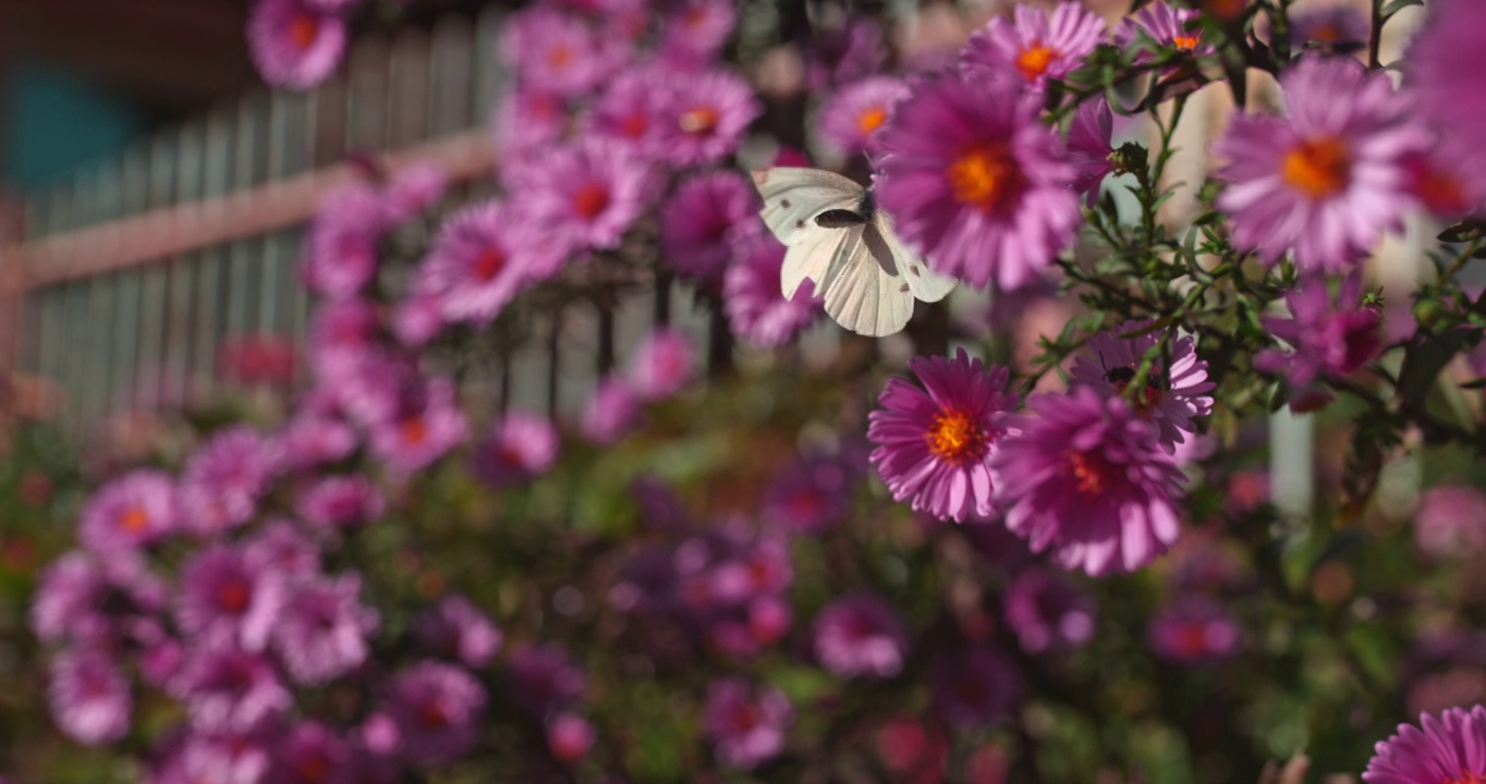 超级慢镜头蝴蝶在花园里吃花