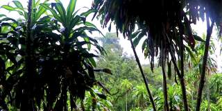 最大的树焦油尼姆瀑布秘密魔法花园苏梅岛。