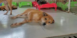 孤独的流浪狗躺在收容所的地板上，过着饥肠辘辘的悲惨生活，无家可归。动物庇护所概念