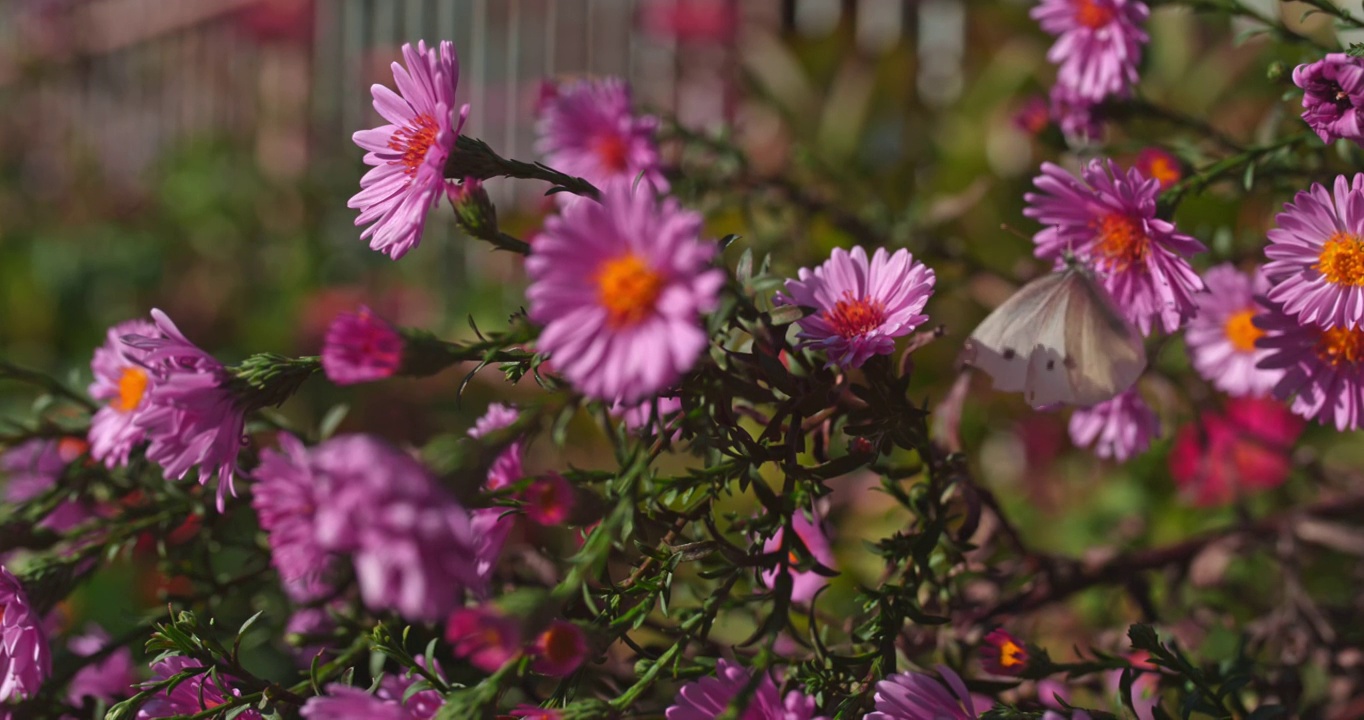 超级慢镜头蝴蝶在花园里吃花