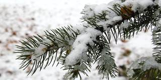 针叶树的枝头覆满了雪花和阳光