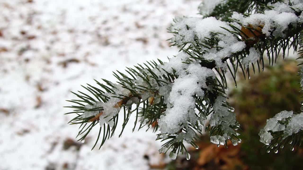 针叶树的枝头覆满了雪花和阳光