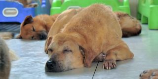 孤独的流浪狗躺在收容所的地板上，过着饥肠辘辘的悲惨生活，无家可归。动物庇护所概念
