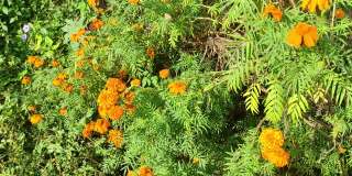 视频片段中，黄色和橙色的万寿菊盛开，不同种类的蝴蝶正在那里忙碌地授粉