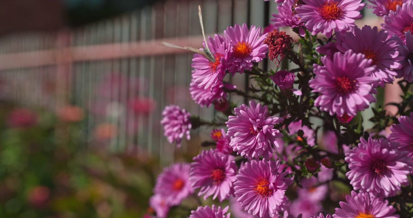 超级慢镜头蝴蝶和蜜蜂在花园里的花