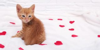 一只小小的红色虎斑猫带着小小的红心坐着四处张望。情人节的概念，爱和照顾宠物