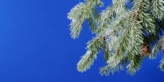 旋转的雪覆盖树枝蓝屏合成