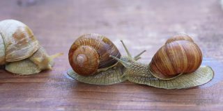 螺蛳或蜗牛是一种陆地蜗牛。勃艮第蜗牛在地上滑行。食用食用蜗牛。越来越多的蜗牛