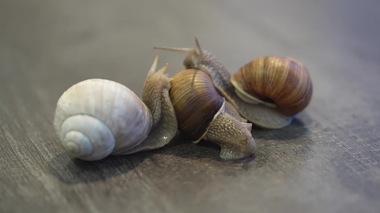 螺蛳或蜗牛是一种陆地蜗牛。勃艮第蜗牛在地上滑行。食用食用蜗牛。越来越多的蜗牛