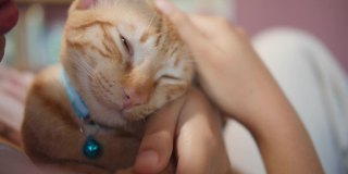 亚洲女人在新家拥抱和亲吻小猫。领养流浪猫的概念有了一个新的主人，爱和可以照顾他们。4 k慢动作。