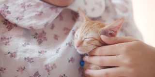 亚洲女人在新家拥抱和亲吻小猫。领养流浪猫的概念有了一个新的主人，爱和可以照顾他们。4 k慢动作。