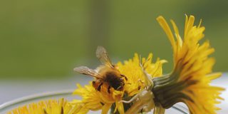 蜜蜂觅食蒲公英