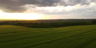 在明亮的夏夜，绿色耕地和正在生长的农作物的空中景观