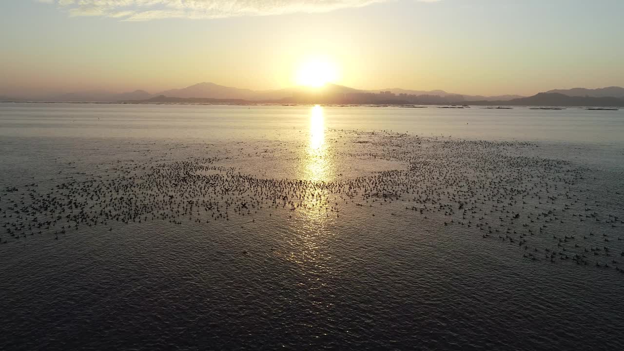 无人机在深圳湾拍摄候鸟，中国