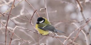 冬黄鸟栖息在树枝上。小山雀和霜冻