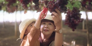 奶奶和孙女在葡萄园里摘葡萄。