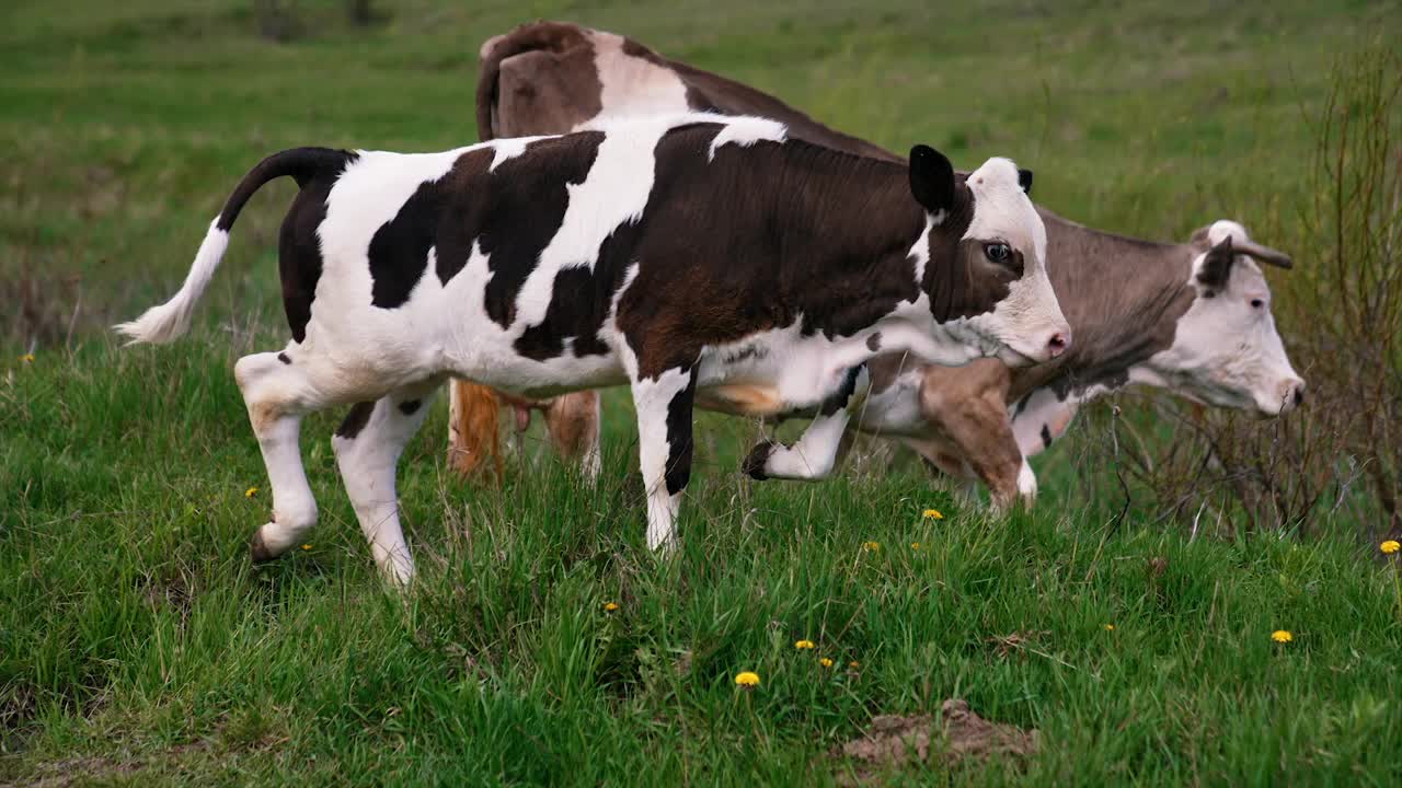 牛。在牧场上吃草的牛。