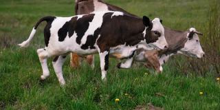 牛。在牧场上吃草的牛。