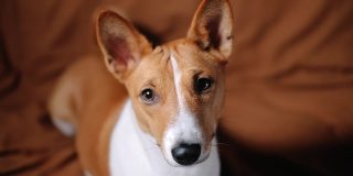 有趣的红白巴森吉狗的肖像，在相机上看，近距离。