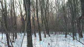 树枝在雪地里，冬日阳光灿烂视频素材模板下载