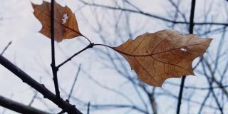 冬天光秃秃的树枝上的孤独的黄叶