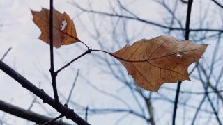 冬天光秃秃的树枝上的孤独的黄叶视频素材模板下载