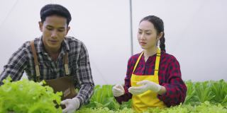 两个亚洲夫妇检查有机蔬菜的质量。水培农场有机新鲜收获蔬菜概念