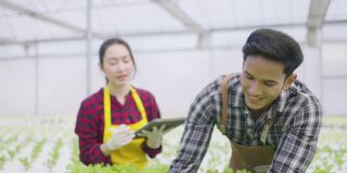 两个亚洲夫妇检查有机蔬菜的质量。水培农场有机新鲜收获蔬菜概念
