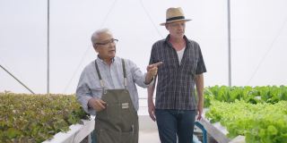 老人边走边介绍水培农场。水培温室农场有机新鲜收获蔬菜概念