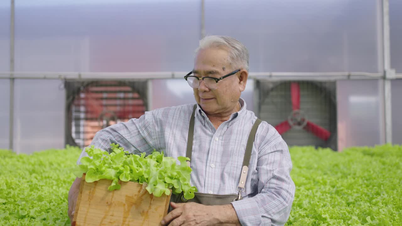 人像亚洲老人抱着蔬菜箱水培。水培温室农场有机新鲜收获蔬菜概念