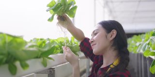 年轻的亚洲女工检查蔬菜水培的质量。水培农场有机新鲜收获蔬菜概念