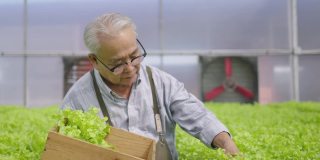 高级亚洲人收获蔬菜水培。水培温室农场有机新鲜收获蔬菜概念