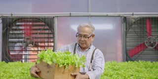 亚洲老人抱着蔬菜箱水培。水培温室农场有机新鲜收获蔬菜概念