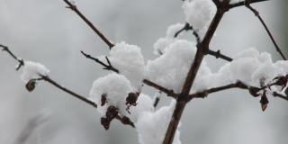 大雪落在灌木丛的树枝上。近距离远摄，实时拍摄，没有人
