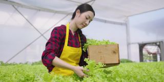 年轻的亚洲女工收获蔬菜水培。水培温室农场有机新鲜收获蔬菜概念