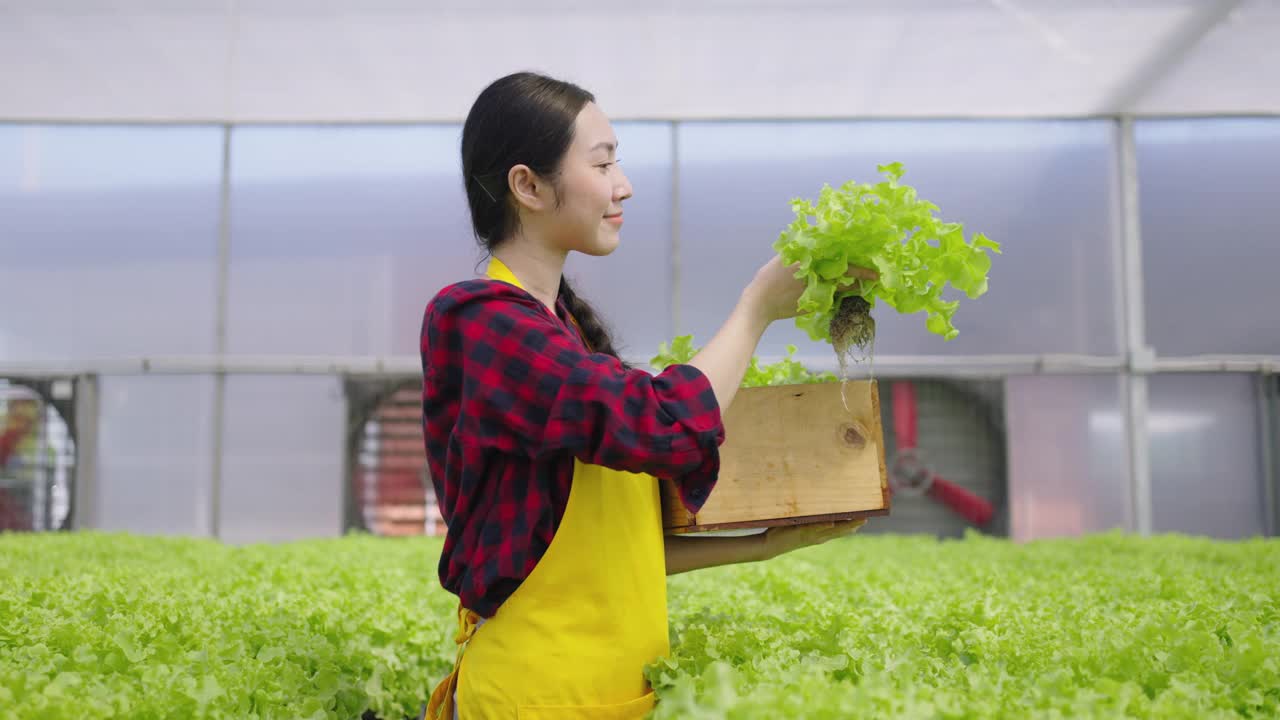 年轻的亚洲女工收获蔬菜水培。水培温室农场有机新鲜收获蔬菜概念