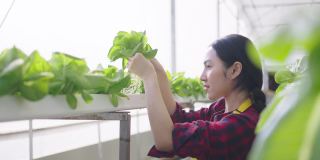 年轻的亚洲女工检查蔬菜水培的质量。水培农场有机新鲜收获蔬菜概念