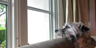 悲伤疲倦的狗看着窗外的雨