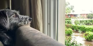 悲伤的狗在窗外看雨
