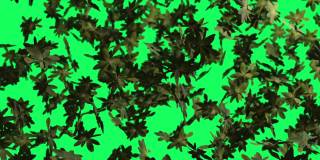 3D动画的秋叶飘落在绿色的屏幕上。秋天的季节背景。