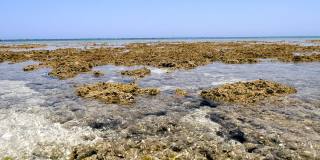低潮。特写镜头。退潮时的红海海滩。海藻和死礁都看得见